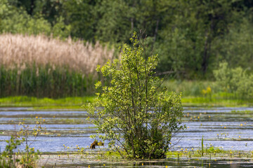 Obraz premium Lush green tree growing in tranquil wetland
