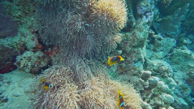Underwater footage showcasing the symbiotic relationship between vibrant clownfish Amphiprion nigripes and a magnificent sea anemone (Condylactis gigantea) amidst a thriving coral reef ecosystem.