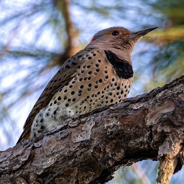 Northern Flicker Perched On Pine Branch