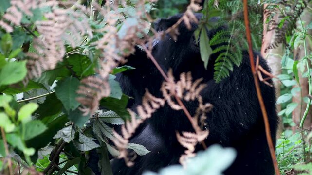 Mountain Gorilla feeding in Bwindi Impenetrable Forest, Uganda