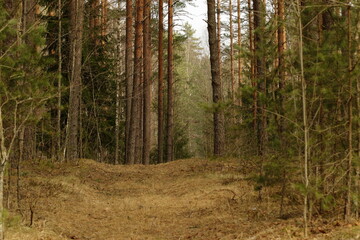 Obraz premium A mysterious path in the forest