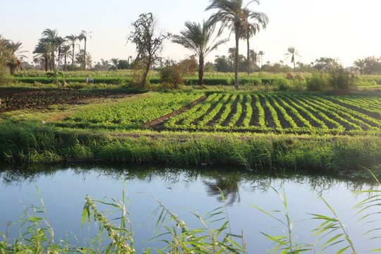 Beautiful water ponds amid greenery and agriculture in Bani Sweif in Egypt 