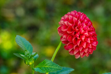 dahlia against a background of green leaves