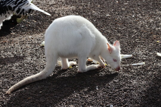 White  albino kangaroo in te field