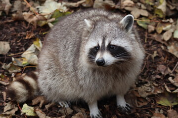 Raccoon in the autumn leaves © Samantha