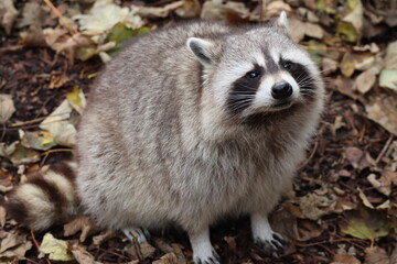 Raccoon in the autumn leaves © Samantha