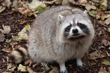Raccoon in the autumn leaves © Samantha