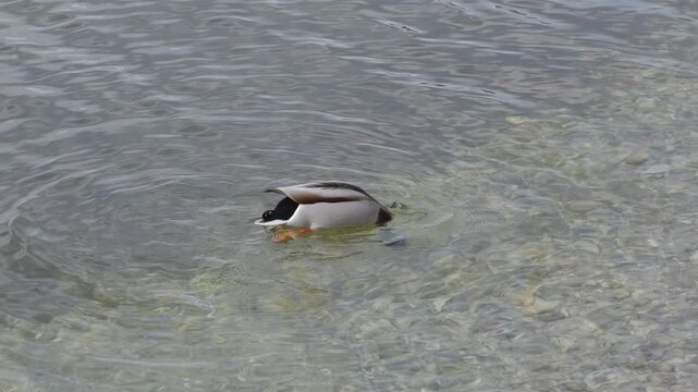 Close-up of a mallard duck diving underwater to search for food with its tail out of the water in slow motion