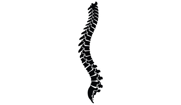 Silhouette of a detailed spine and backbone structure in black on a white background