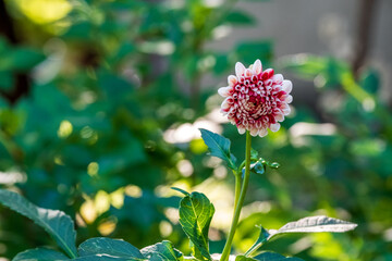 dahlia against a background of green leaves