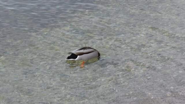 Close-up of a mallard duck diving underwater to search for food with its tail out of the water in slow motion
