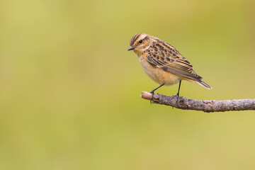 Fototapeta premium Whinchat is on a branch