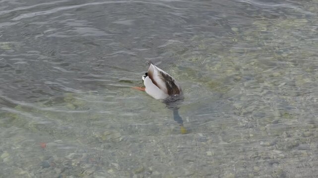 Close-up of a mallard duck diving underwater to search for food with its tail out of the water in slow motion