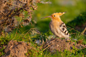 Eurasian Hoopoe is on the ground © Kenan