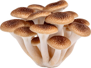 Wild mushroom cluster for mycology and nature study, isolated cutout