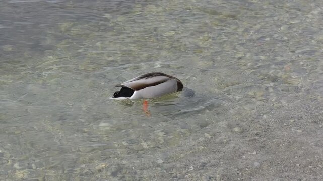 Close-up of a mallard duck diving underwater to search for food with its tail out of the water in slow motion