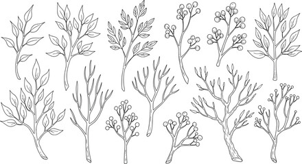 Fototapeta premium An illustration of various botanical branches with leaves and flowers drawn in black lines