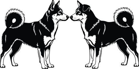 Two husky dogs facing each other in black and white animal pets © MdSamiul