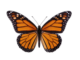 Obraz premium Isolated elegant monarch butterfly showcasing its vibrant orange and black wings in detail