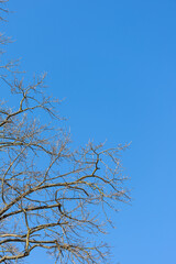 Obraz premium A low-angle shot of bare tree branches featuring small spring buds reaching into a vibrant, cloudless blue sky with ample copy space.