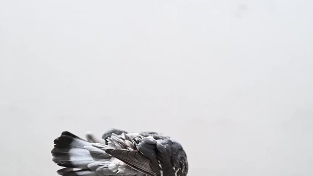 paloma en la ventana