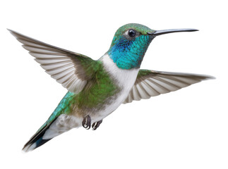 Fototapeta premium Isolated vibrant blue-throated hummingbird in flight, wings spread, dynamic action, beautiful bird