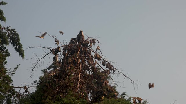 Colony of Straw-coloured fruit bats hanging from a tree in Uganda
