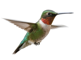 Isolated vibrant ruby-throated hummingbird in mid-flight with shimmering green and red feathers © Andrei
