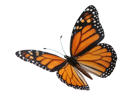 Isolated monarch butterfly with beautiful orange and black wings flying gracefully through air