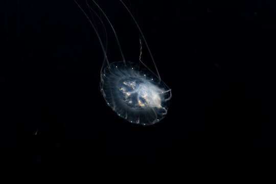 Glowing jellyfish in dark water, Bioluminescent marine life, deep sea underwater wildlife