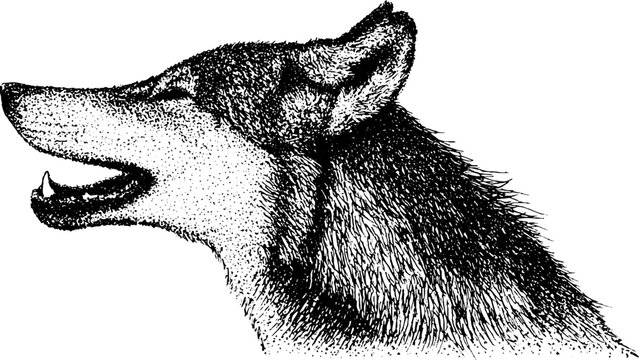 Stippled wolf head profile with detailed fur texture in black and white for nature poster or wildlife design