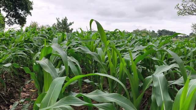 Lush green corn plants growing in neat rows under a cloudy sky