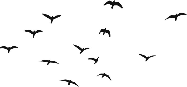 A flock of birds in flight on a white background