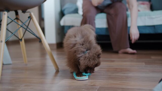 Brown pomeranian dog pulling threads from slipper on floor