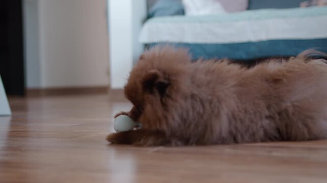 Brown pomeranian dog lying with toy on wooden floor at home