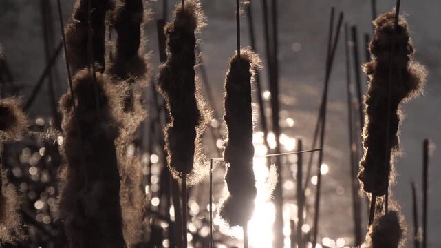 dry cattail seeds close up