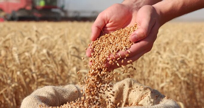 Wheat grains in the hands of a successful young farmer after a good harvest. Agricultural machinery combine harvester working in the background. Slow motion, close up