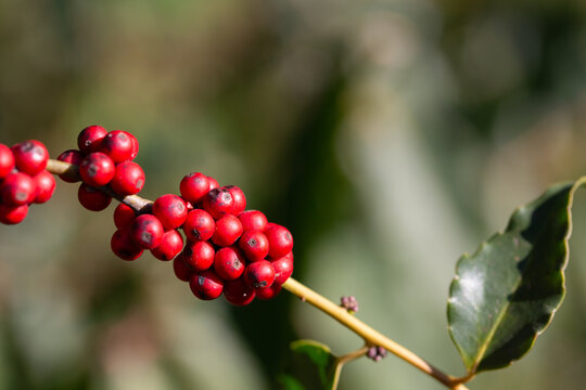 Close-up of ripe red holly berries, Ilex crenata Thunb. cv. Convexa.