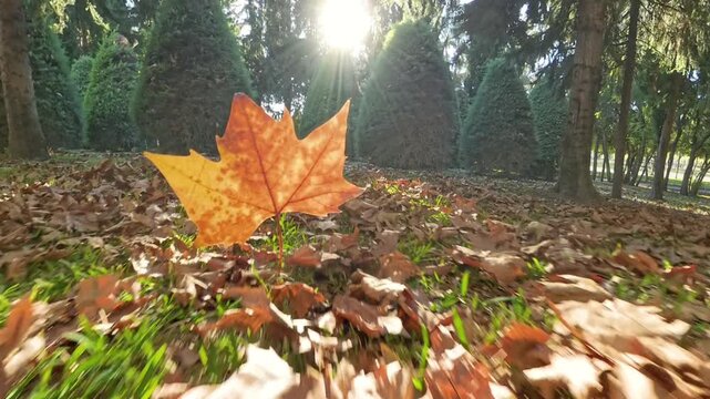 A single autumn leaf is lifted by the wind, gliding close to the ground as the camera follows its graceful movement. The vibrant colors of fall surround the scene, with scattered leaves on the forest 