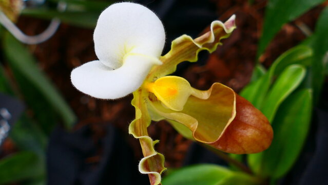 Orchideen &ndash; Kunstwerke der Natur, Frauenschuh 

