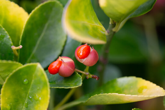 evergreen euonymus japonicus on the green leaves background