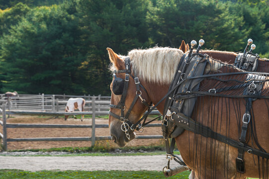 Draft Horses Stand in Harness Near Corrals