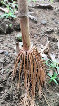 Close-up of dried fibrous adventitious roots at the base of corn stalk