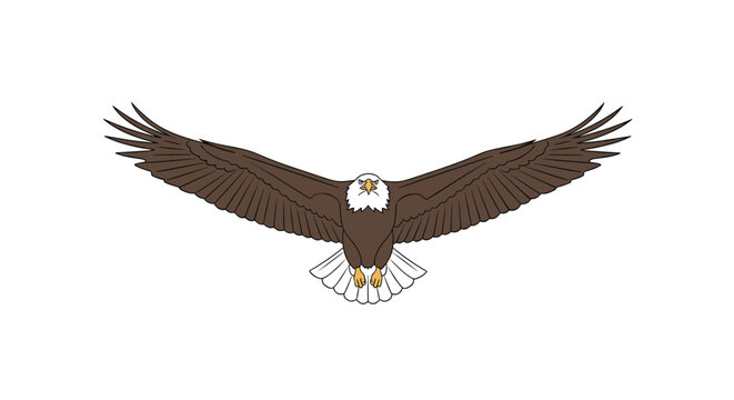 A majestic bald eagle is depicted in full flight with its wings fully extended against a plain white background.