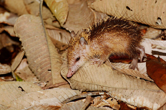 Juvenile Tail-less tenrec (Tenrec ecaudatus) on the forest floor of Vall&eacute;e de Mai, Praslin, Seychelles