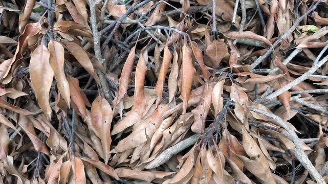 Dry mango leaves and twigs scattered naturally across textured ground surface