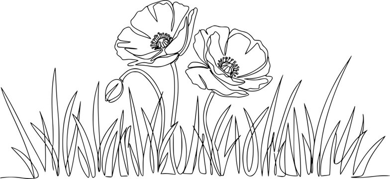 Poppy flowers in continuous line art drawing style. Doodle floral border with two flowers blooming among grass. Minimalist black linear design isolated on white background. Vector illustration