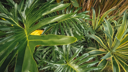 Close up of lush green Philodendron bipinnatifidum leaves in a tropical garden. The large, lobed foliage displays vibrant textures and natural patterns, perfect for nature and botanical themes. © Aang