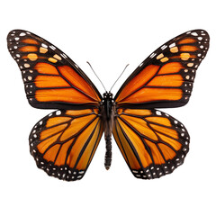 Fototapeta premium A beautiful monarch butterfly with outstretched orange and black wings isolated on a dark background. isolated on transparent background