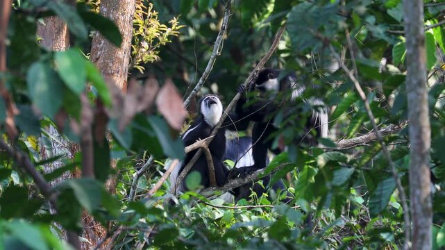 Black-and-white Colobus aka guereza, in the rainforest of Kibale National Park. Uganda